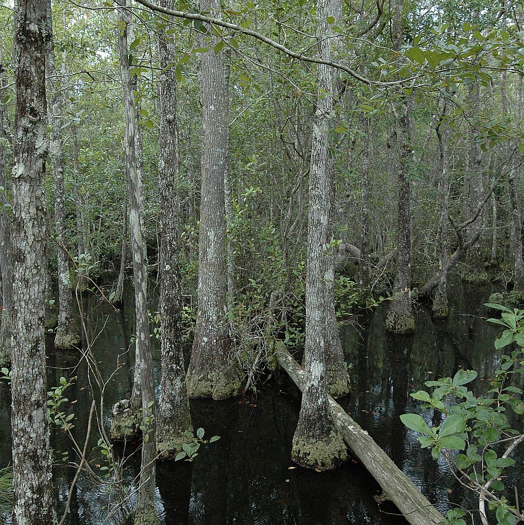 Midwest Natural Resources Wetland Services