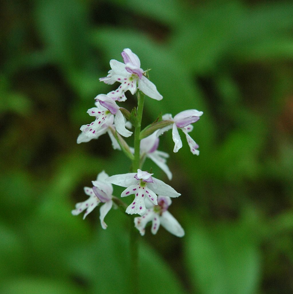 Midwest Natural Resources – Botanical Surveys